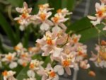 Fragrant Oncidium Tsiku Marguerite (Onc. Twinkle x Onc. sotoanum) Full Pot Blooming Size (2” Pot)