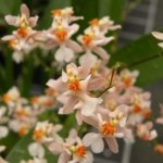 Fragrant Oncidium Tsiku Marguerite (Onc. Twinkle x Onc. sotoanum) Full Pot Blooming Size (2” Pot)