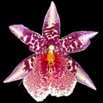 Double Spikes Beallara Big Shot 'Pink Panther' (3.5” Pot)