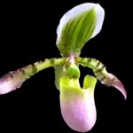 In Spike Paphiopedilum Charlene (2” Pot)