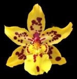 In Spike Odontocidium Tiger Crow 'Golden Girl' (3.5” pot)