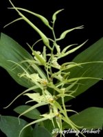 Brassia (Caudata alba x Edval Loo) x Brassia Rex ‘Waiomaio Spotloss’ (3.5" pot)