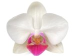 Phalaenopsis Lianher Squid (3.5” Pot) - Image 2
