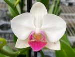 Phalaenopsis Lianher Squid (3.5” Pot) - Image 3