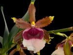 Oncidium Witch's Jewel 'Ivory Lips' (3.5” Pot)