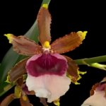 Oncidium Witch's Jewel 'Ivory Lips' (3.5” Pot)