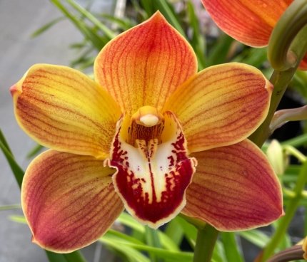 Cymbidium Sunshine Daydream
