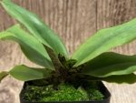 Bud Initiate Paphiopedilum liemianum x sib Sequential Bloomer (2” pot) - Image 3
