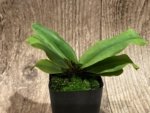 Bud Initiate Paphiopedilum liemianum x sib Sequential Bloomer (2” pot) - Image 4
