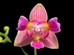 Double Spikes Phalaenopsis I-Hsin Golden Tangerine Ice ‘Peloric’ 3 Lips (3.5" pot)