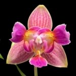 Double Spikes Phalaenopsis I-Hsin Golden Tangerine Ice ‘Peloric’ 3 Lips (3.5" pot)