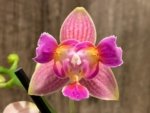Double Spikes Phalaenopsis I-Hsin Golden Tangerine Ice ‘Peloric’ 3 Lips (3.5" pot) - Image 3