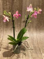 Double Spikes Phalaenopsis I-Hsin Golden Tangerine Ice ‘Peloric’ 3 Lips (3.5" pot) - Image 6