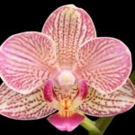 Double Spikes Phalaenopsis I-Hsin Oscar "G078" (3.5" pot)