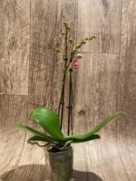 Double Spikes Phalaenopsis I-Hsin Oscar "G078" (3.5" pot) - Image 6