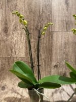 Double Spikes Phalaenopsis OX Orchids Farm (3.5" pot) - Image 7