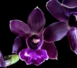 In Spike Zygosepescalum QF Amanda (Zesty Kalla × Jumpin Jack) (3.5" pot)