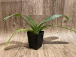 Paph. Big Island Green (In Charm Gold x In Charm Topaz) (3.5” pot) - Image 2