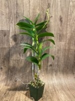 In Spike - Dendrobium Hawaiian Stripes (Mini Snowflake x Nida 'Stripes') Tall Canes (3.5” pot) - Image 5