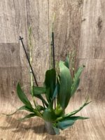 5 Spikes - Odontocidium Catatante ‘Sun King’ (3.5” pot) - Image 5