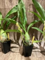 In Spike Monnierara Millennium Magic ‘Witchcraft’ - Black Orchid (2.25” Pot) - Image 6