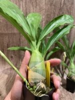 In Spike Monnierara Millennium Magic ‘Witchcraft’ - Black Orchid (2.25” Pot) - Image 5