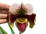 In Spike Paph. Winston Churchill 'Indomitabie' FCC/AOS x Paph. Jeanna Marie ‘Sparkle’ (3.5' pot) - Image 2