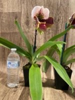 In Spike Paph. Winston Churchill 'Indomitabie' FCC/AOS x Paph. Jeanna Marie ‘Sparkle’ (3.5' pot) - Image 7