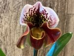 In Spike Paph. Yellow Leopard 'Holy Moley' AM/AOS x Paph. Rock'n Red Mark 'Good Hope' (3.5' pot)