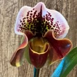 In Spike Paph. Yellow Leopard 'Holy Moley' AM/AOS x Paph. Rock'n Red Mark 'Good Hope' (3.5' pot)