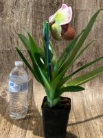 In Spike Paph. Yellow Leopard 'Holy Moley' AM/AOS x Paph. Rock'n Red Mark 'Good Hope' (3.5' pot) - Image 5