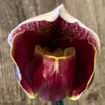 In Spike Paph. Cali Charm 'Hilo Fantasy' × Paph. Thunder Cat 'Power House' (3.5” pot)