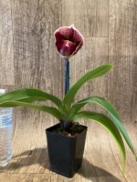 In Spike Paph. Cali Charm 'Hilo Fantasy' × Paph. Thunder Cat 'Power House' (3.5” pot) - Image 4