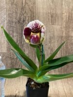 In Spike Double Buds Paphiopedilum California Girl 'Sweetie' x Paph. Perfect Spots '#6’ (3.5” pot) - Image 3