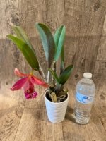 In Bloom Rby. Copper Queen (2.5” Pot) - Image 5