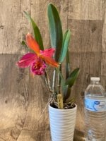 In Bloom Rby. Copper Queen (2.5” Pot) - Image 4