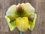 In Spike Paphiopedilum Lippewunder 'Candy Bar' x Paph. Stone Lovely 'Green Angel' (3.5” pot) - Image 3