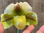 In Spike Paphiopedilum Lippewunder 'Candy Bar' x Paph. Stone Lovely 'Green Angel' (3.5” pot)