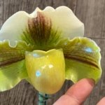 In Spike Paphiopedilum Lippewunder 'Candy Bar' x Paph. Stone Lovely 'Green Angel' (3.5” pot)