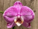 Double Spikes Phalaenopsis Lianher Happy Dancer (4.5" pot) - Image 3