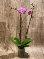 Double Spikes Phalaenopsis Lianher Happy Dancer (4.5" pot) - Image 6