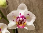 Double Spikes Phal. Happy Mark x Phal. Amabilis Peloric (3.5" pot) - Image 3