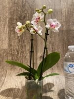 Double Spikes Phal. Happy Mark x Phal. Amabilis Peloric (3.5" pot) - Image 7