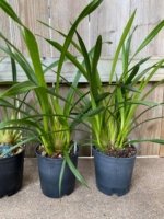 Cymbidium  Sunshine Daydream (Sunshine Daydream 'Tangerine Dream' x Sunshine Daydream 'Kahilu’) (5" pot) - Image 6