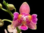 Double Spikes Phalaenopsis I-Hsin Golden Tangerine Ice ‘Peloric’ 3 Lips (3.5" pot) - Image 2