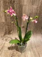 Double Spikes Phalaenopsis I-Hsin Golden Tangerine Ice ‘Peloric’ 3 Lips (3.5" pot) - Image 4