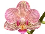 Double Spikes Phalaenopsis I-Hsin Oscar "G078" (3.5" pot) - Image 2