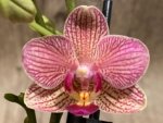 Double Spikes Phalaenopsis I-Hsin Oscar "G078" (3.5" pot) - Image 3