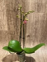 Double Spikes Phalaenopsis I-Hsin Oscar "G078" (3.5" pot) - Image 5