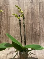 Double Spikes Phalaenopsis OX Orchids Farm (3.5" pot) - Image 6